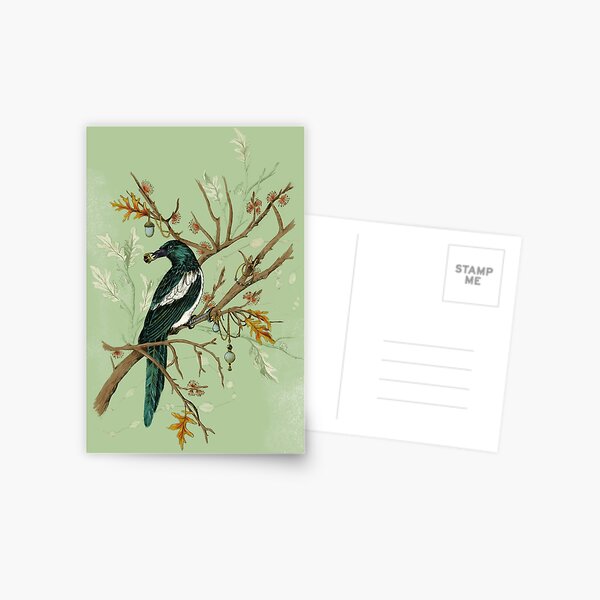 Magpie Birds Postcard