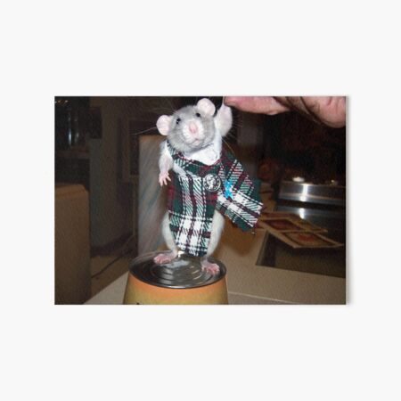 Pet Rat Ruby In Her Kilt Art Board Print