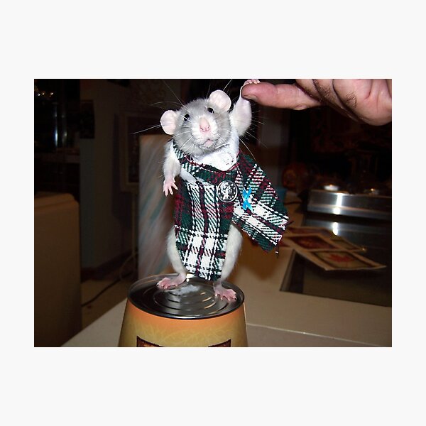 Pet Rat Ruby In Her Kilt Photographic Print