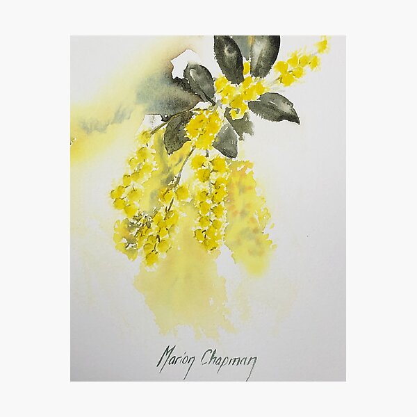 Australian golden wattle watercolour Photographic Print