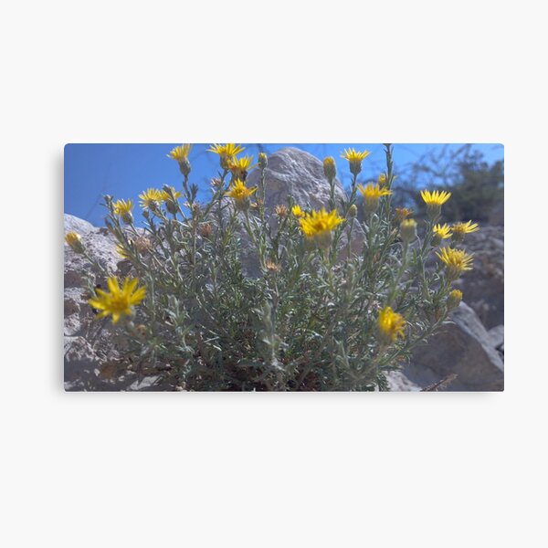 Desert Flowers Canvas Print