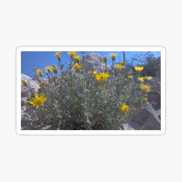 Desert Flowers Sticker
