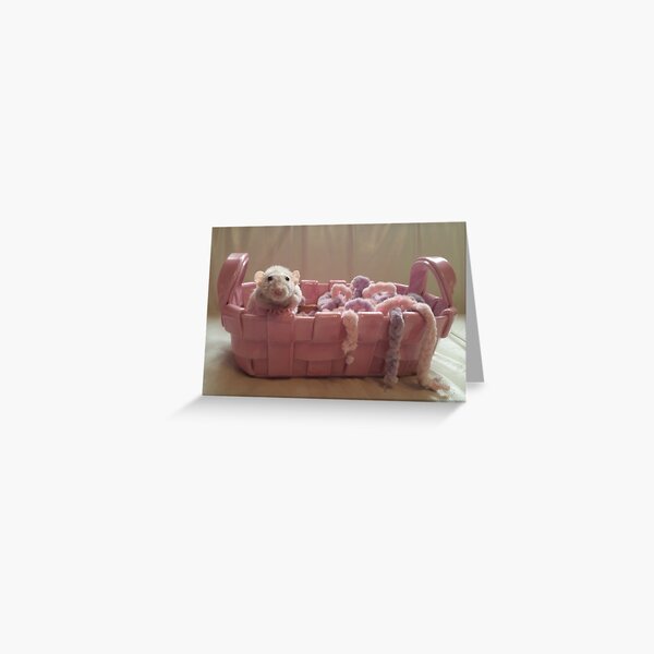 Pet Rat Reese In Pink Basket Greeting Card
