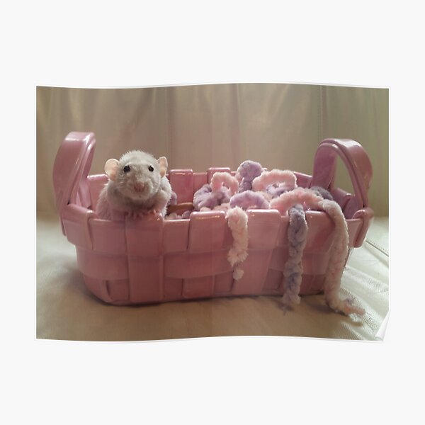 Pet Rat Reese In Pink Basket Poster