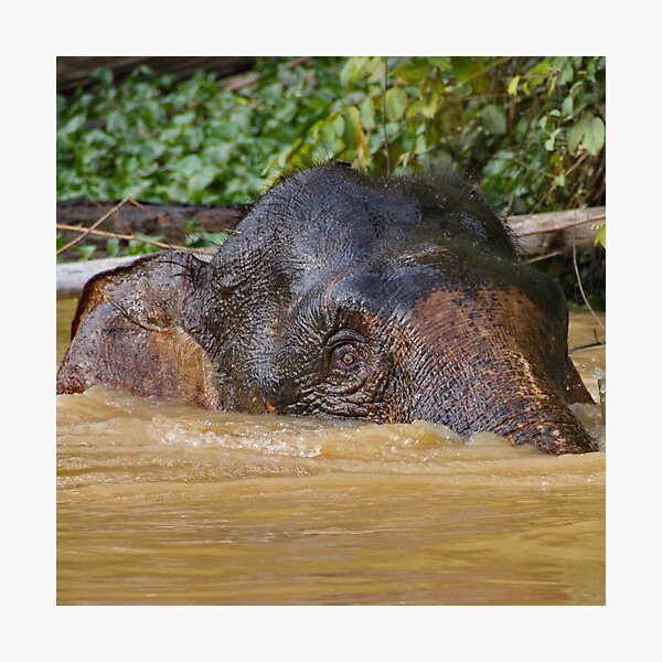 Borneo Pygmy Elephant Photographic Print