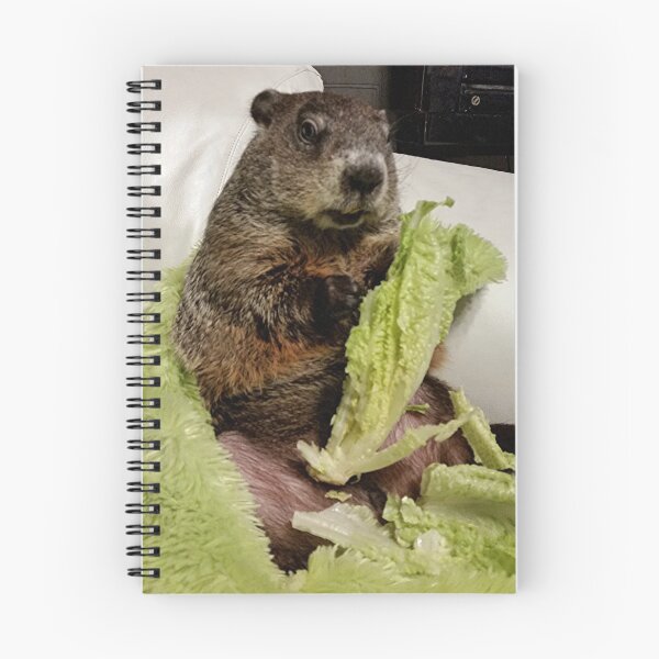 Aperçu de l'œuvre Groundhog Moses manger de la laitue sur un canapé créée et vendue par RodentReader.