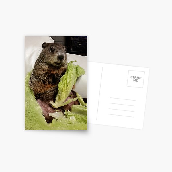 Groundhog Moses Eating Lettuce on Couch Postcard