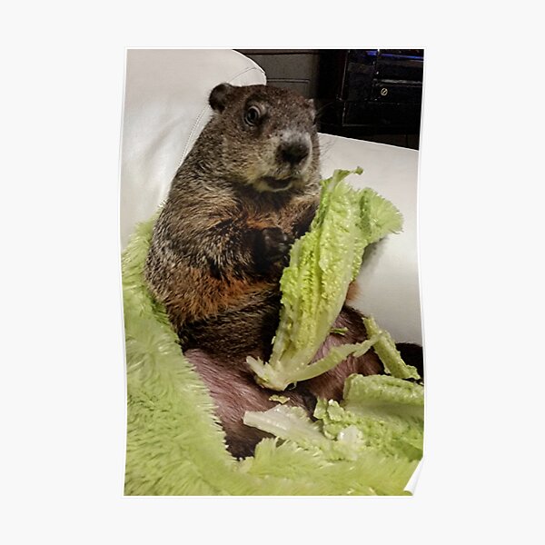 Groundhog Moses Eating Lettuce on Couch Poster