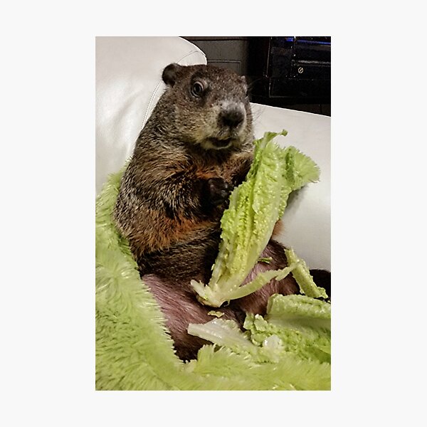Groundhog Moses Eating Lettuce on Couch Photographic Print