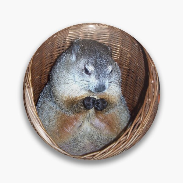 Groundhog Clara In Her Wicker Hideaway Pin