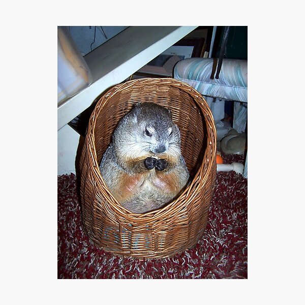 Groundhog Clara In Her Wicker Hideaway Photographic Print