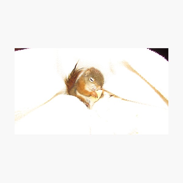 Baby Red Squireel Bluster Photographic Print
