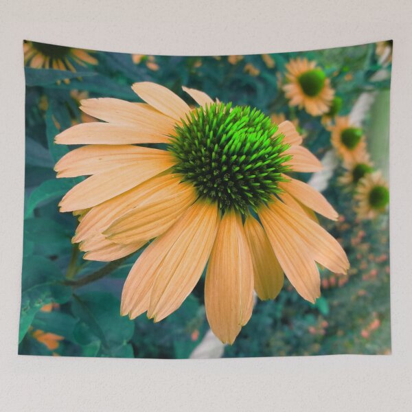 Item preview, Orange Coneflower Perennial designed and sold by hearthearts.