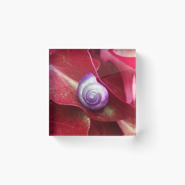 Item preview, Spiral Purple Snail Shell on a Red Leaf designed and sold by hearthearts.