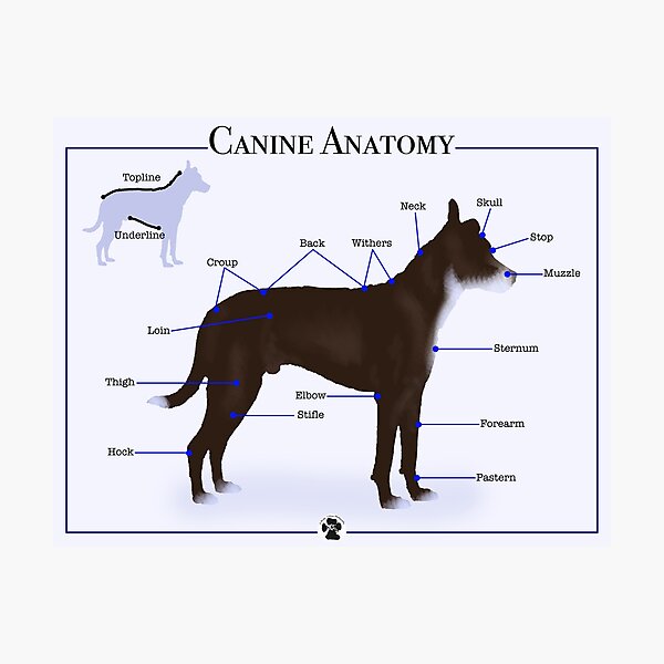 Item preview, Canine Anatomy II designed and sold by 2woofs-1meow.