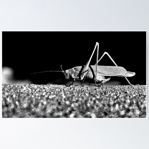 Item preview, Grasshopper in Black and White designed and sold by PatSeg Photos.