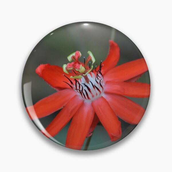 Item preview, passion flower Passiflora miniata designed and sold by Schoensl.