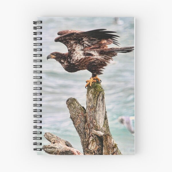 Item preview, Immature Bald Eagle designed and sold by Peggy Collins.