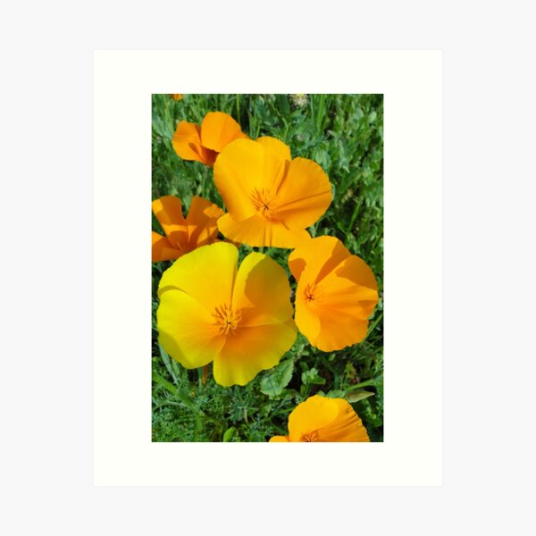 Item preview, California Poppies - Eschscholzia californica  designed and sold by Barrie Woodward.