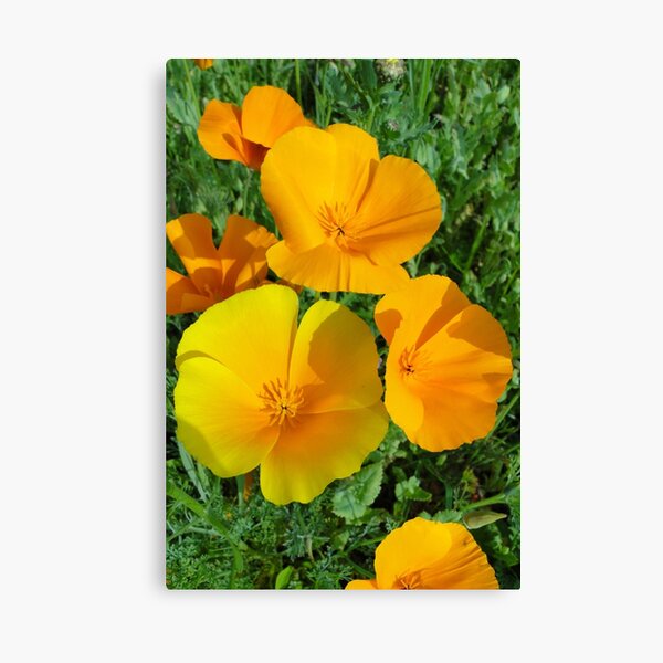 Item preview, California Poppies - Eschscholzia californica  designed and sold by Barrie Woodward.