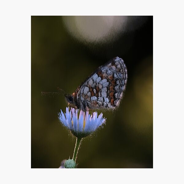 pixel art butterfly melting Photographic Print