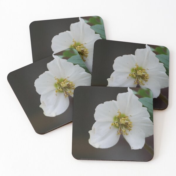 Item preview, White Hellebore  designed and sold by pluspixels.
