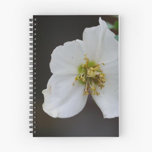Item preview, White Hellebore  designed and sold by pluspixels.