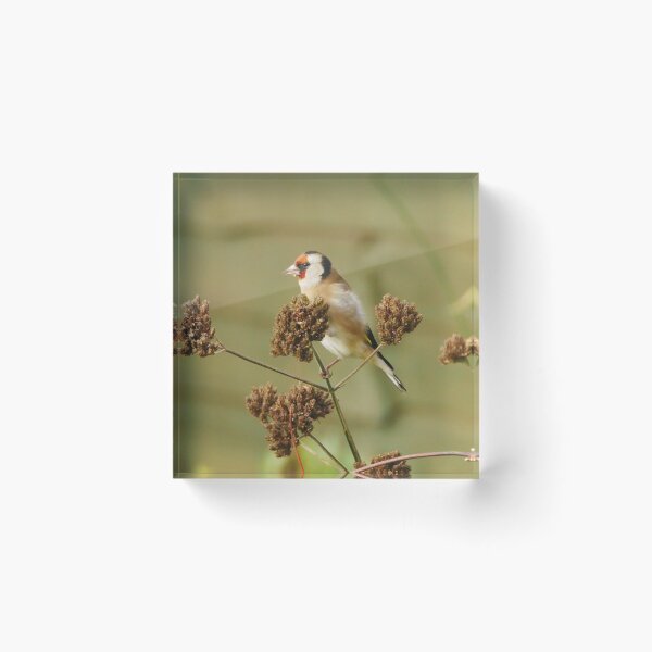 Item preview, Goldfinch  designed and sold by pluspixels.