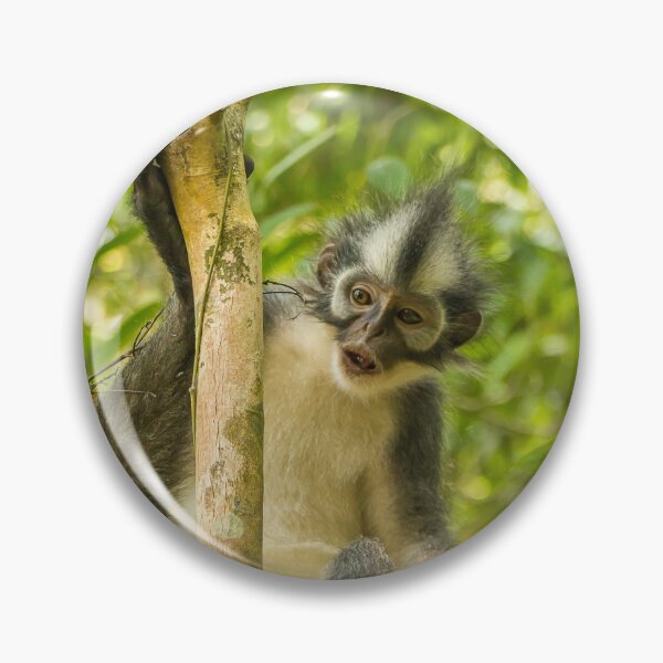 Item preview, A Thomas Langur, Leaf Monkey, feeding in a tree in Bukit Lawang, Indonesia designed and sold by SnapTPhotograph.