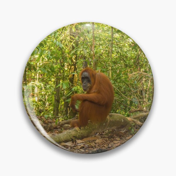 Item preview, An orangutan sitting on a branch in Gungung Leuser National Park, Sumatra designed and sold by SnapTPhotograph.