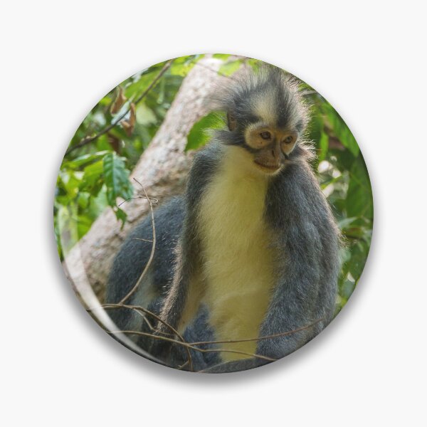 Item preview, A Thomas Langur, Leaf Monkey, sitting in a tree in Bukit Lawang, Indonesia designed and sold by SnapTPhotograph.