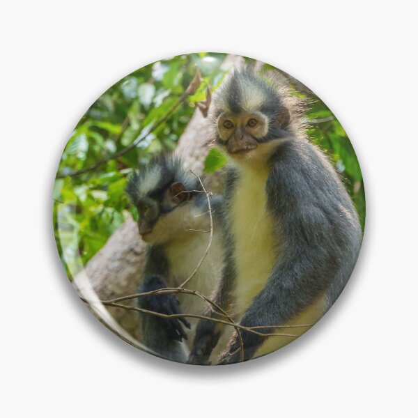 Item preview, A Thomas Langur, Leaf Monkey, feeding in a tree in Bukit Lawang, Indonesia designed and sold by SnapTPhotograph.