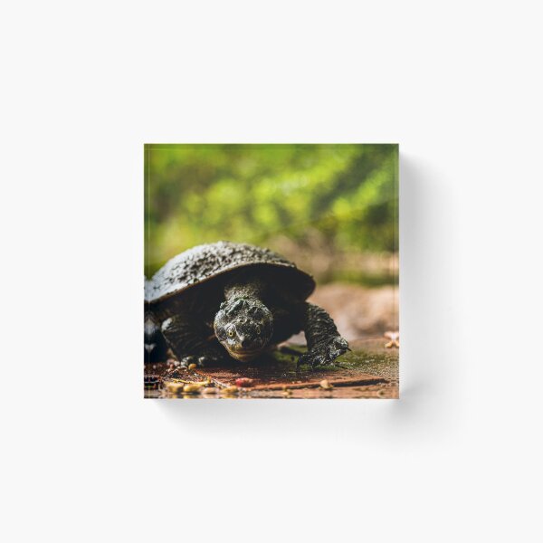 Item preview, turtle designed and sold by william672.