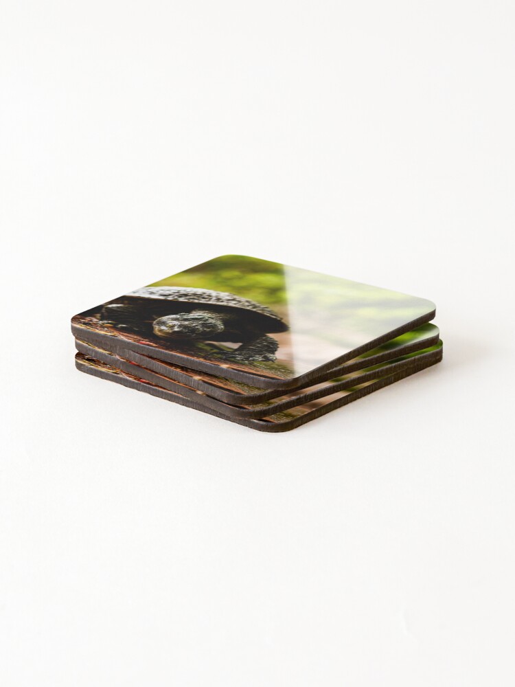 Thumbnail 4 of 5, Coasters (Set of 4), turtle designed and sold by william672.