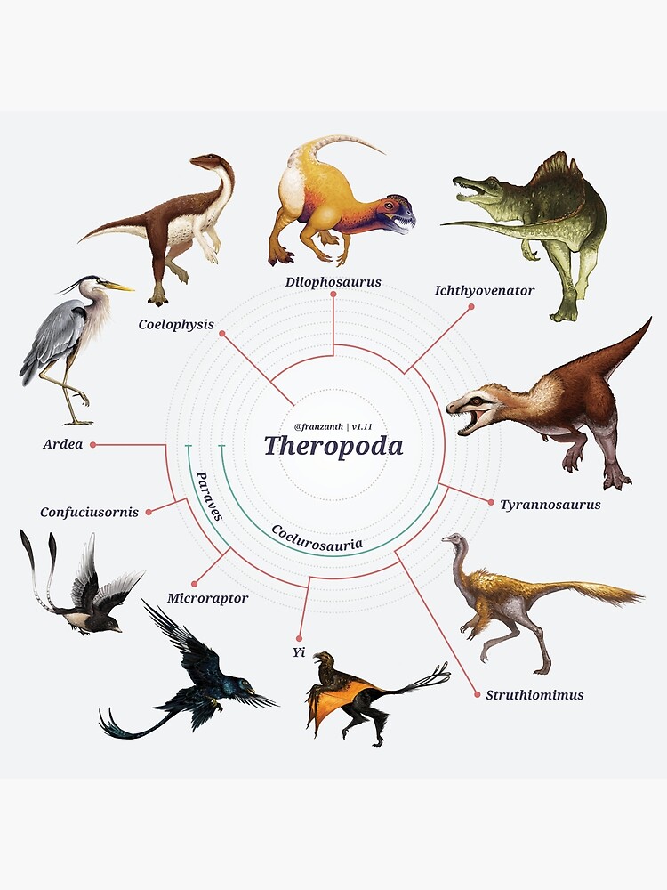 Theropoda: The Cladogram by franzanth