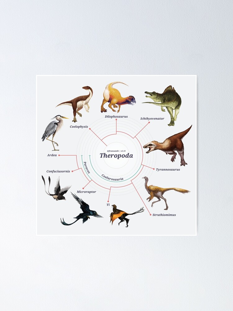 Alternate view of Theropoda: The Cladogram Poster