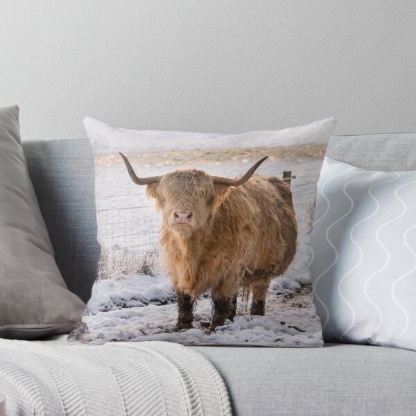 Item preview, Highland Cow Stare Down designed and sold by KGrainger-Photo.