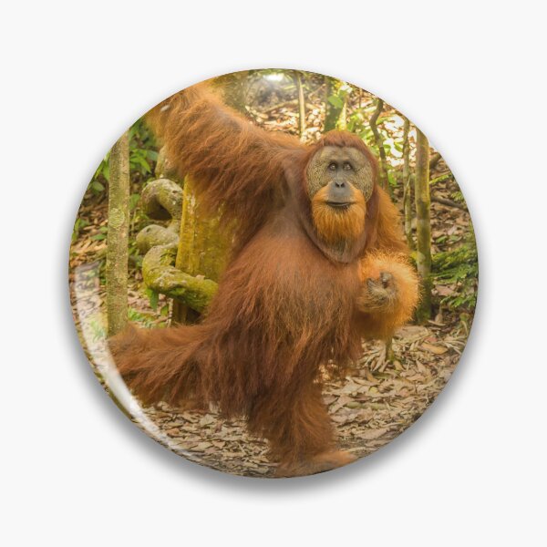Item preview, An orangutan in the jungle of Gungung Leuser National Park, Bukit Lawang designed and sold by SnapTPhotograph.