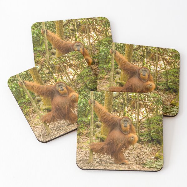 Item preview, An orangutan in the jungle of Gungung Leuser National Park, Bukit Lawang designed and sold by SnapTPhotograph.