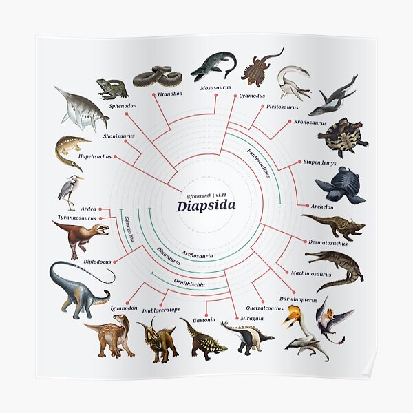 Diapsida: The Cladogram Poster