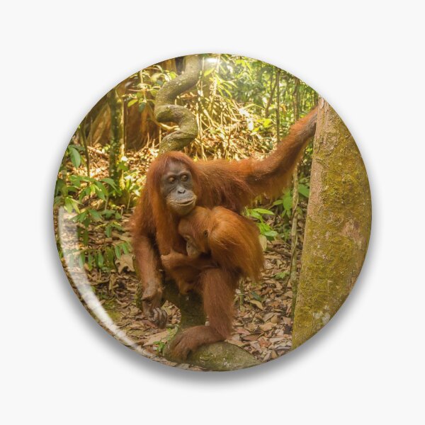 Item preview, An orangutan with her baby, sitting on a branch in Gungung Leuser National Park designed and sold by SnapTPhotograph.