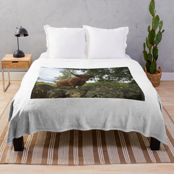 Item preview, Scottish Highland Cattle Cow 2070 designed and sold by SaarelaHighland.