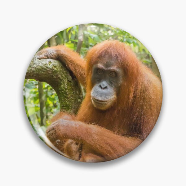 Item preview, An orangutan with her baby, sitting on a branch in Gungung Leuser National Park designed and sold by SnapTPhotograph.