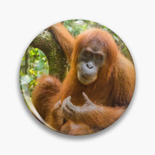 Item preview, An orangutan with her baby, sitting on a branch in Gungung Leuser National Park designed and sold by SnapTPhotograph.