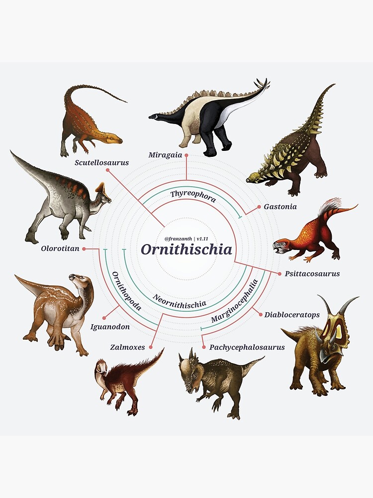 Ornithischia: The Cladogram by franzanth