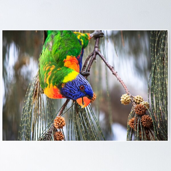 Item preview, Lorikeet in the Tropics designed and sold by yawls1.