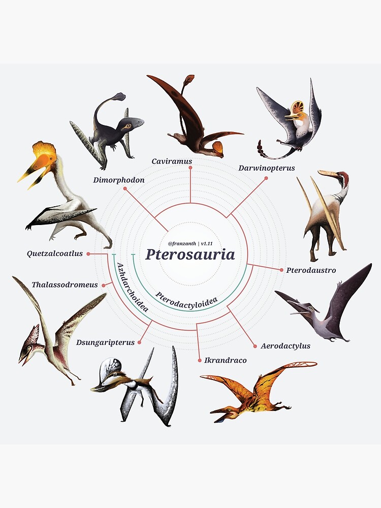 Pterosauria: The Cladogram by franzanth