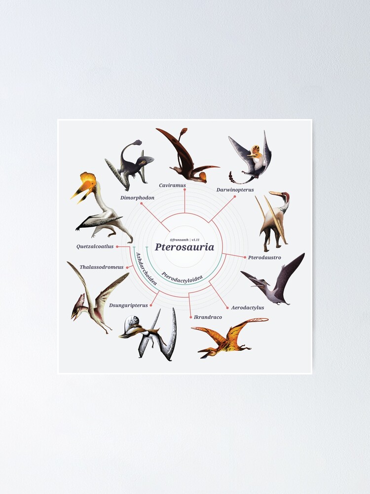 Alternate view of Pterosauria: The Cladogram Poster