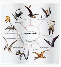 Pterosauria: The Cladogram Poster