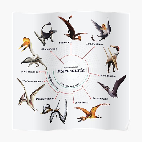 Pterosauria: The Cladogram Poster
